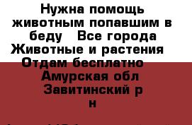 Нужна помощь животным попавшим в беду - Все города Животные и растения » Отдам бесплатно   . Амурская обл.,Завитинский р-н